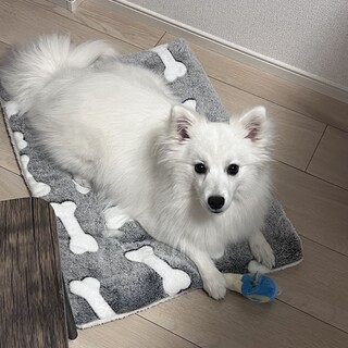 日本スピッツ 里親募集