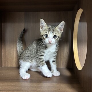 【兄弟譲渡】小さめキジ白ちゃん