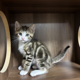 【手術済】キジ白ちゃん