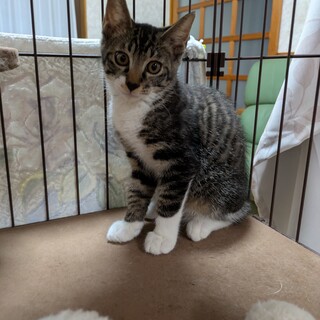 黒トラちゃんとキジちゃん兄妹