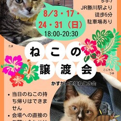 ✩夜の譲渡会✩かすがい地域ねこの会
