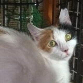 人馴れOk. 綺麗な三毛猫♀3歳