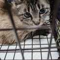 子猫2匹と過ごしていた母猫の八重子ちゃん