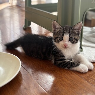 仔猫の里親募集（雄6月6日生）