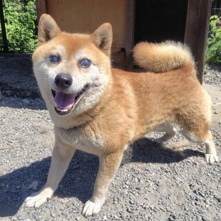 柴犬男の子ハンディキャプあり