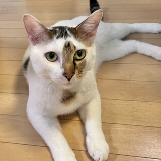 次こそずっとのおうちを探してます