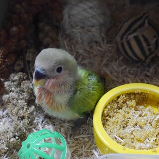 コザクラインコ里親、選考終了しました。