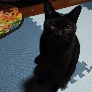 推定 1歳4ヶ月 黒猫（メス）幸運のかぎしっぽ