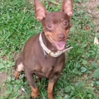 チョコレート色のライム君