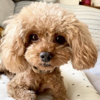 可愛いお目々で気持ちを伝えてくれるトイプの女の子