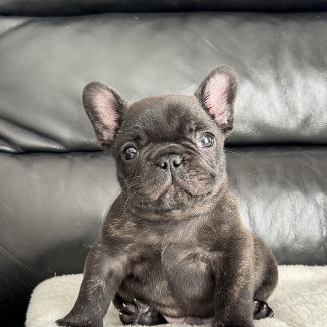 GLAMOUR7878のカバー写真