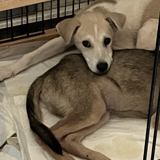 一旦募集停止します