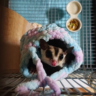 フクロモモンガ6歳♂