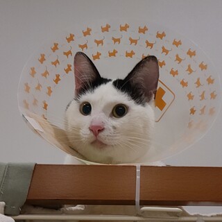 天ちゃん　ザ・ワイルドキャット☆