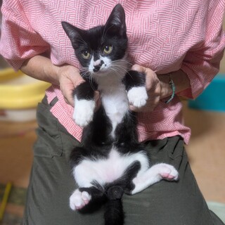 超活発な親しい子猫❤️まろくん