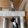 超活発な親しい子猫❤️まろくん サムネイル3