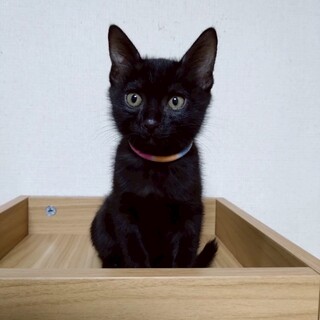 8/9ちびずお見合い会参加ミゲル黒猫男の子