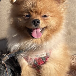 人懐っこい女の子ポメラニアン 11ヶ月