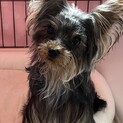 やんちゃな男の子 ヨークシャーテリア 11ヶ月