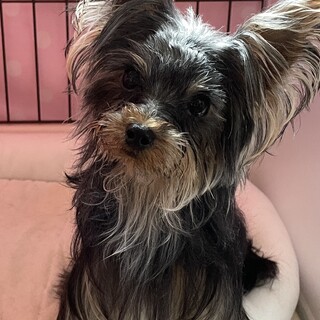 やんちゃな男の子 ヨークシャーテリア 11ヶ月