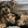 やんちゃな男の子 ヨークシャーテリア 11ヶ月 サムネイル3