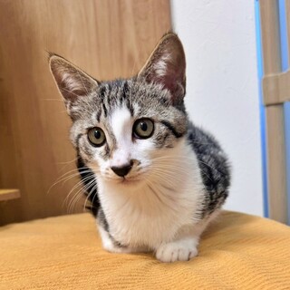 面談中♪キジ白の子猫♡ジミー