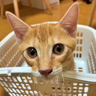 人間大好きで食いしん坊♪茶トラの子猫♡シュウくん