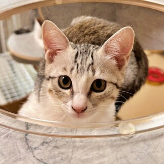 抱っこ大好き♡甘えん坊のサバ白子猫♪パティちゃん