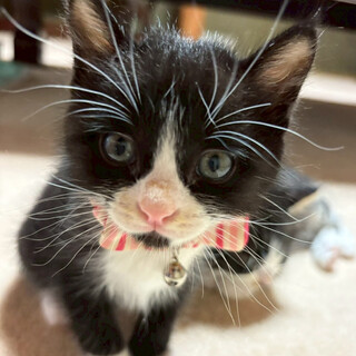 個性的な のらくろ柄のおてんば♥かぼす