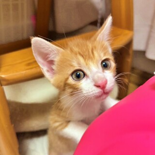 超甘えん坊女子で抱っこ大好き！茶白の子猫♡クリーム