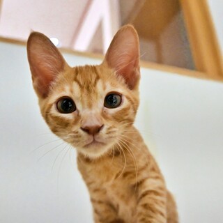 面談中♡ゴモくん