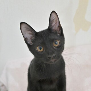 人間大好き♡超甘えん坊な子猫♡黒猫のジャミくん