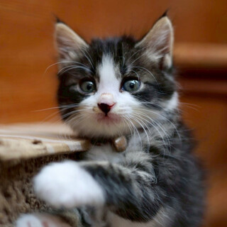 モフモフで可愛い丸顔♥すだち