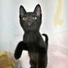 元気いっぱいで超甘えん坊な子猫♡黒猫のタダくん サムネイル2