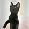 元気いっぱいで超甘えん坊な子猫♡黒猫のタダくん サムネイル3