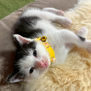 涼しいお顔のおっとり男子★ゆず