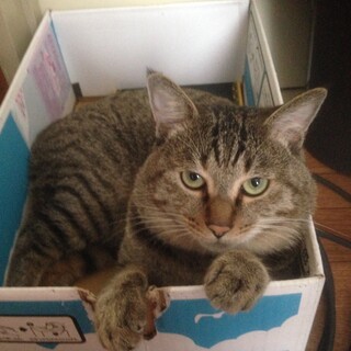 成猫里親募集！