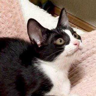 怖がりだけど遊ぶことは大好き！白黒猫のよもぎちゃん