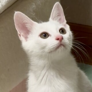 臆病だけど頑張るお兄ちゃん！白猫のかぼすくん♪