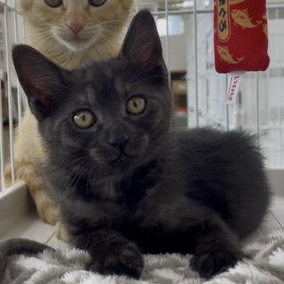 かっこいい黒トラのくろまめくん☆