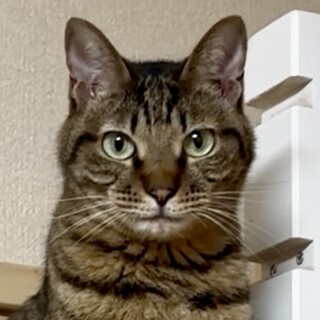 鍵しっぽがチャームポイント♪大人しくて優しい男の子