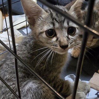 3ヶ月の黒猫とキジトラ