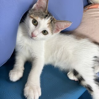 人馴れ♡性格はなまる　白三毛