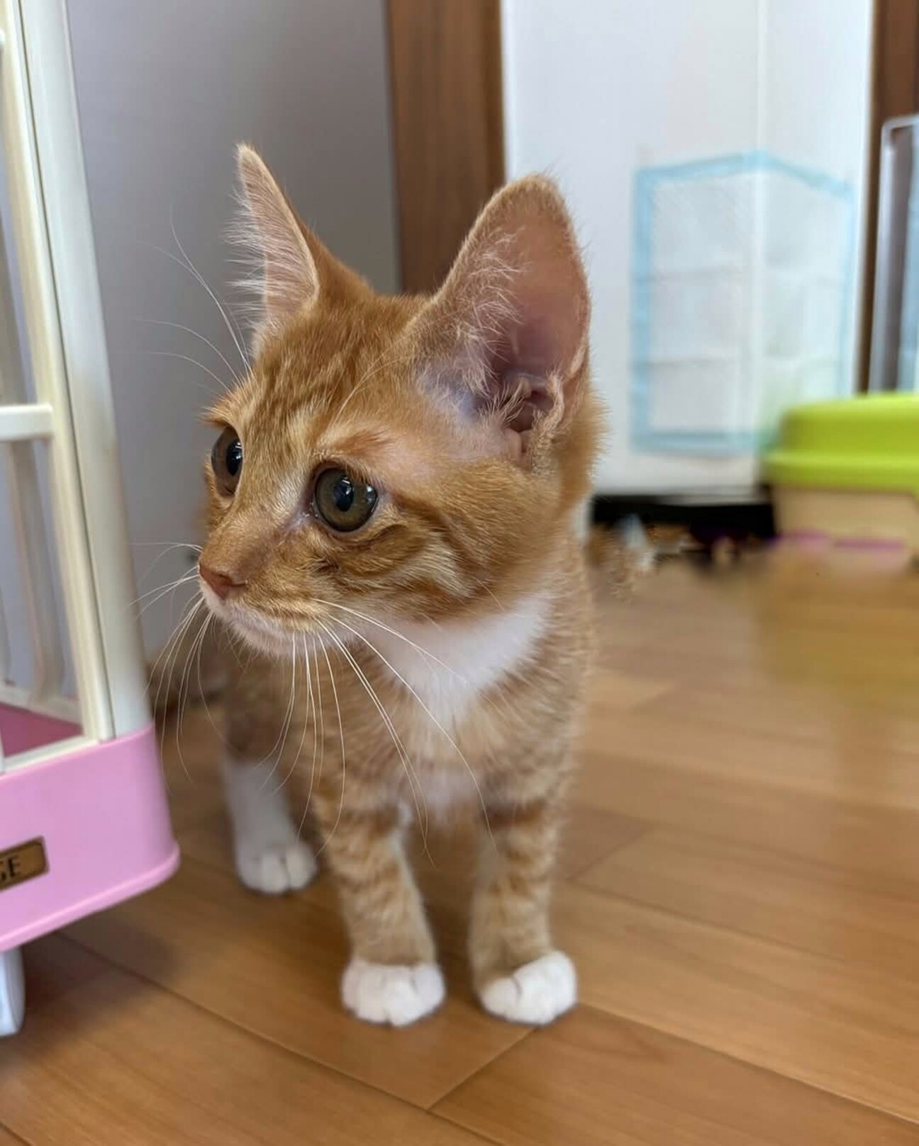 茶トラ白子猫 じゃじゃま」愛知県 - 猫の里親募集(521901