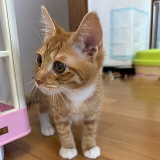 茶トラ白子猫　じゃじゃまる君 里親様募集♡