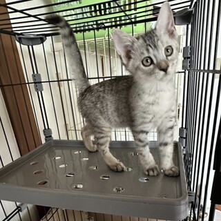 お転婆で甘えん坊なサバトラちゃん2ヶ月