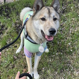 大切に飼ってくれる方お願いします