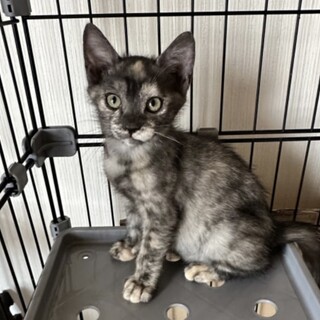 とっても甘えん坊なサビちゃん　2ヶ月