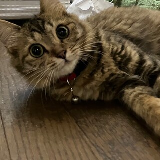 甘えん坊のふーみちゃん