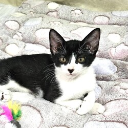 猫の譲渡会in川崎市動物愛護センター